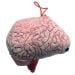 Brain model kc side