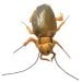 Cockroach plush front new