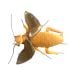 Cockroach plush open wings