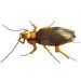 Cockroach plush top new