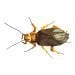 Cockroach plush doll