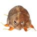 Mange plush hi-res