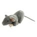 Norway Rat