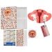 Uterus gift box