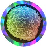 %s under a microscope!