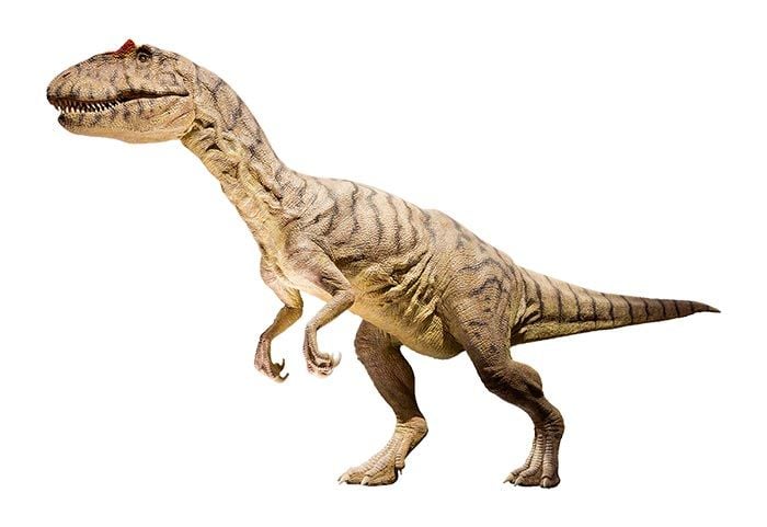 Allosaurus dinosaur
