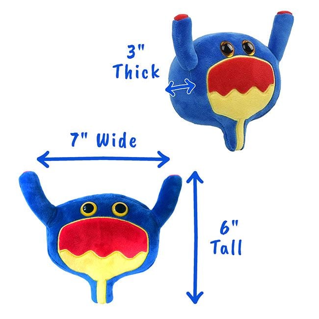 Bladder plush dimensions