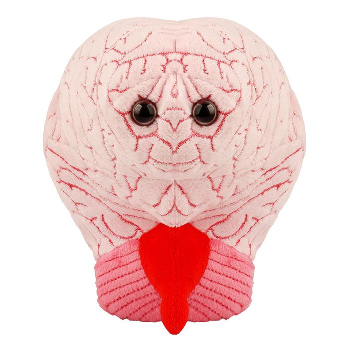 Brain plush front