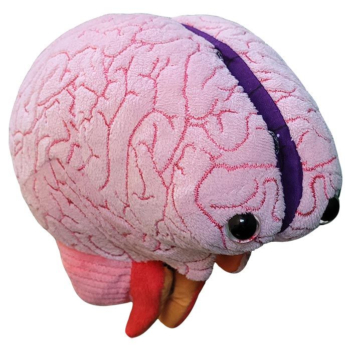 Brain plush model angle view