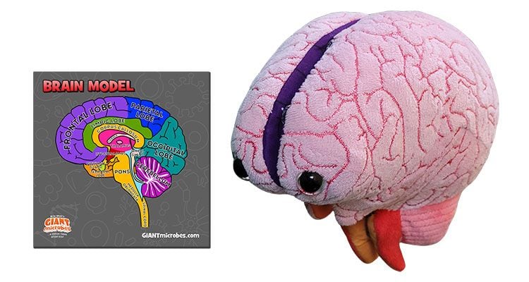 Brain plush model cluster