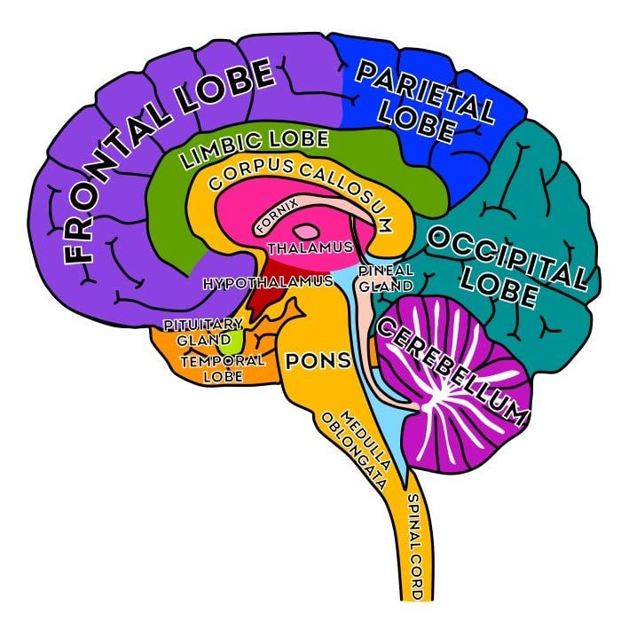 Brain model diagram