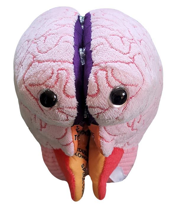 Brain plush model front
