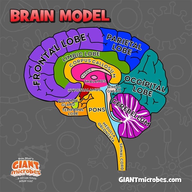 Brain model tag