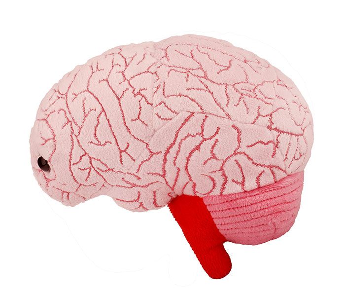 Brain plush side