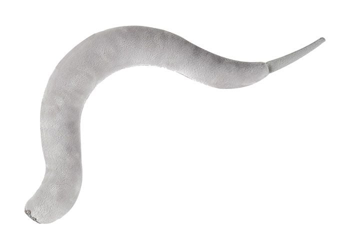 C. elegans plush back
