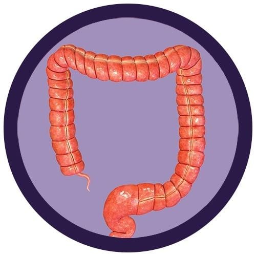 Colon real image