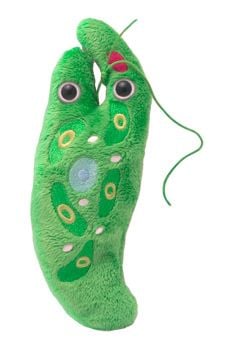 Euglena plush doll