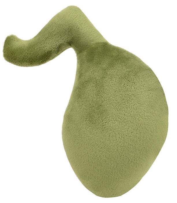 Gallbladder plush back