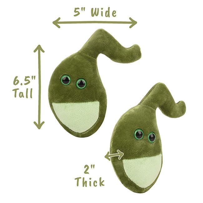 Gallbladder plush dimensions