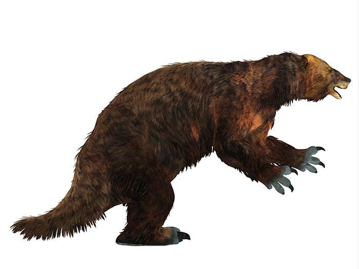 Ground Sloth dinosaur