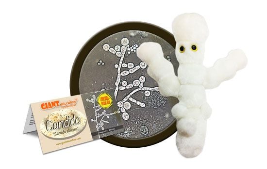 GIANT MICROBES-CANDIDA-Stuffed Plush Yeast Fungus Skin Infection STD Rash Thrush 