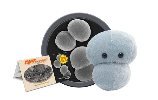 Meningitis Neisseria meningitidis