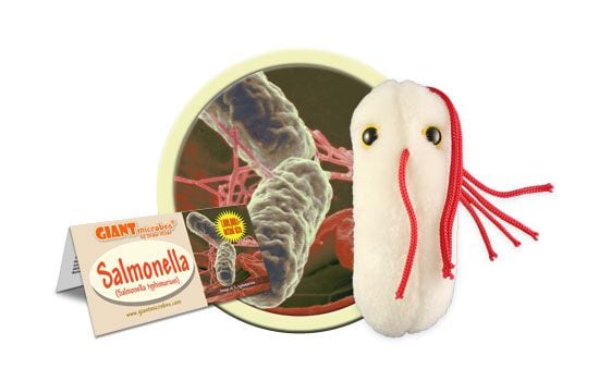 Salmonella cluster