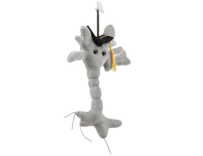 Graduation Brain Cell angle