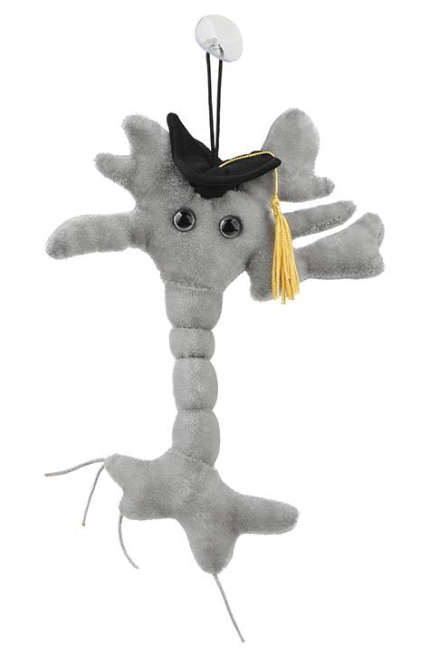 Graduation Brain Cell front view