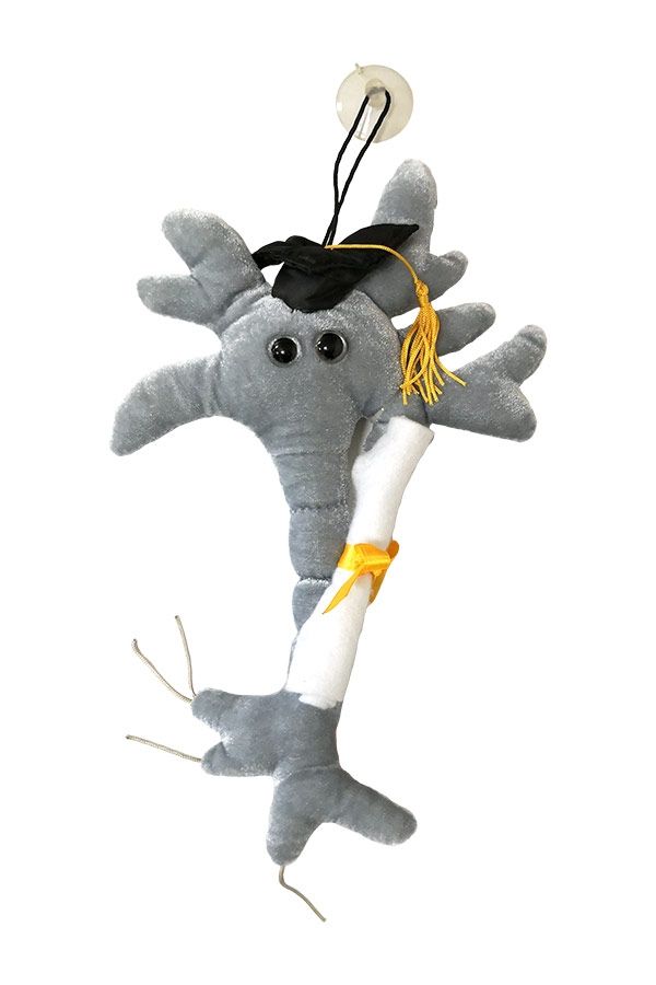 Graduation Brain Cell Plush Giant Microbes New Toy 