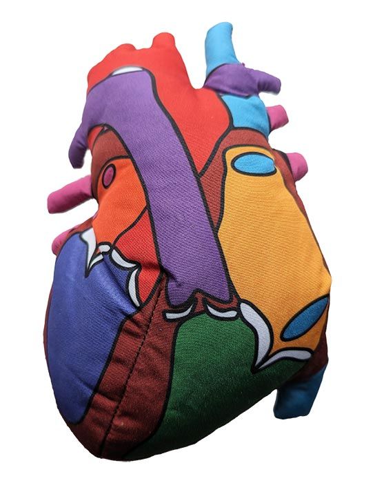 Heart model back new