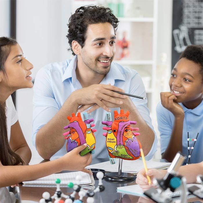 Heart model plush in classroom