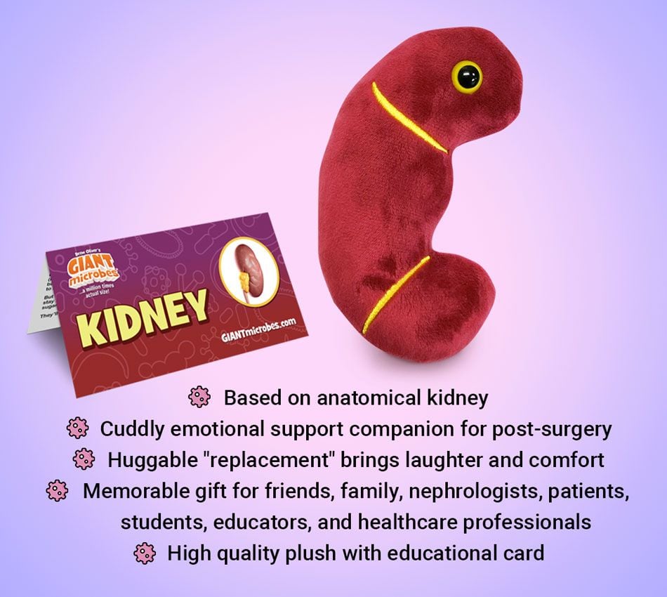 Kidney plush bullet points