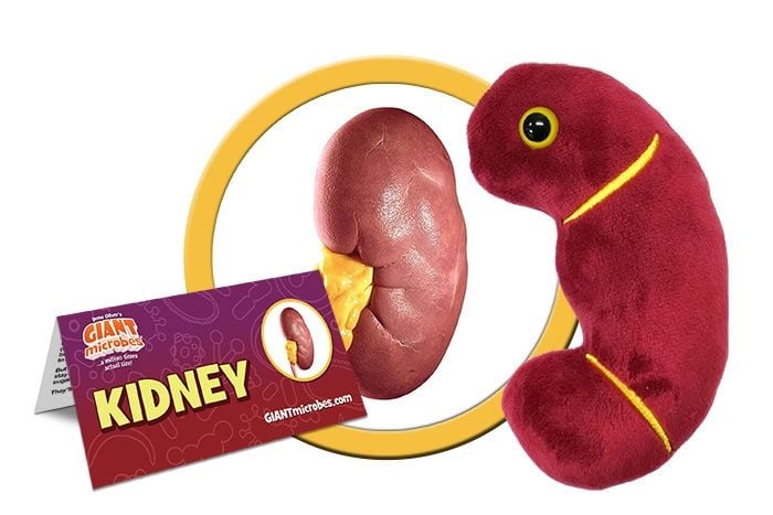 Kidney cluster