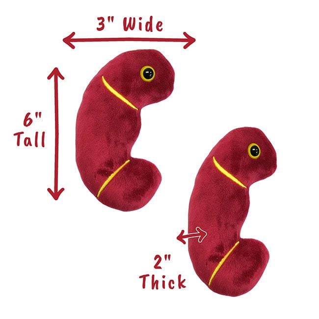 Kidney plush dimensions