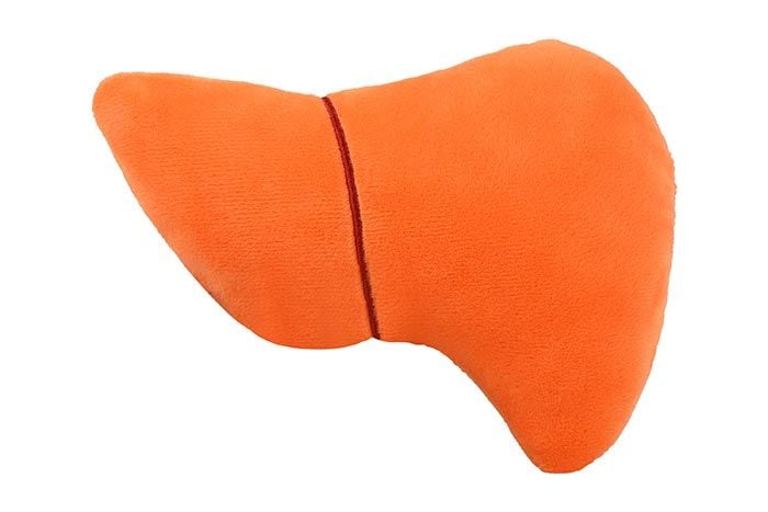 Liver plush back