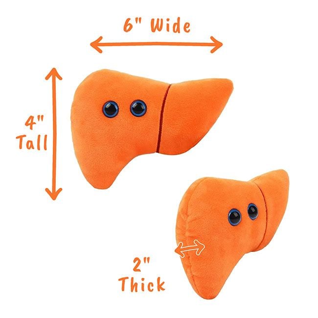 Liver plush dimensions