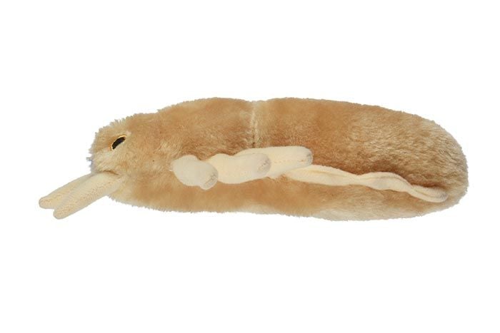 Louse plush profile view