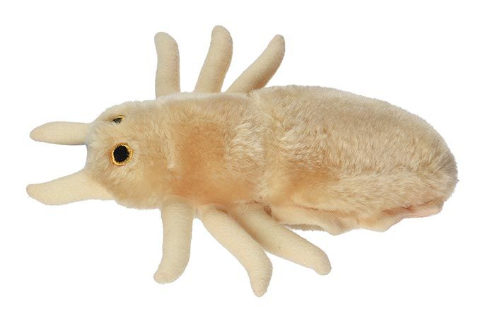 Louse plush side