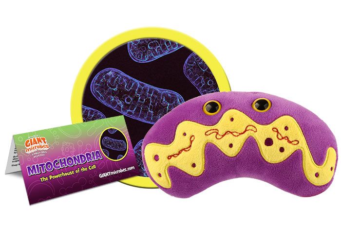 Mitochondria plush cluster