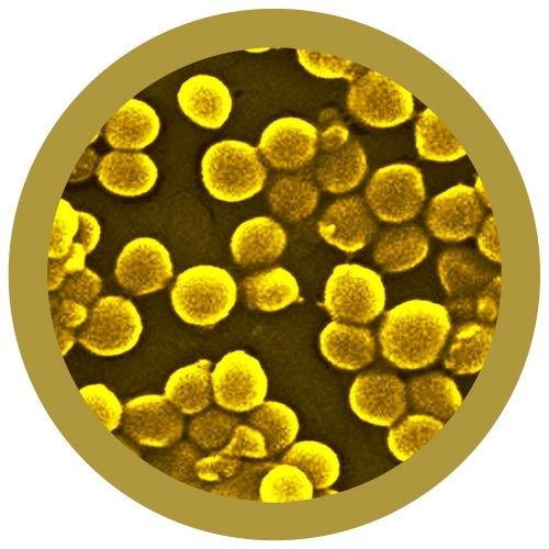 MRSA microbial