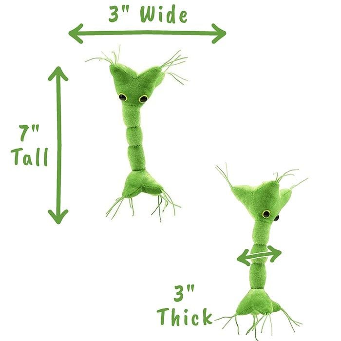 Nerve Cell plush dimensions