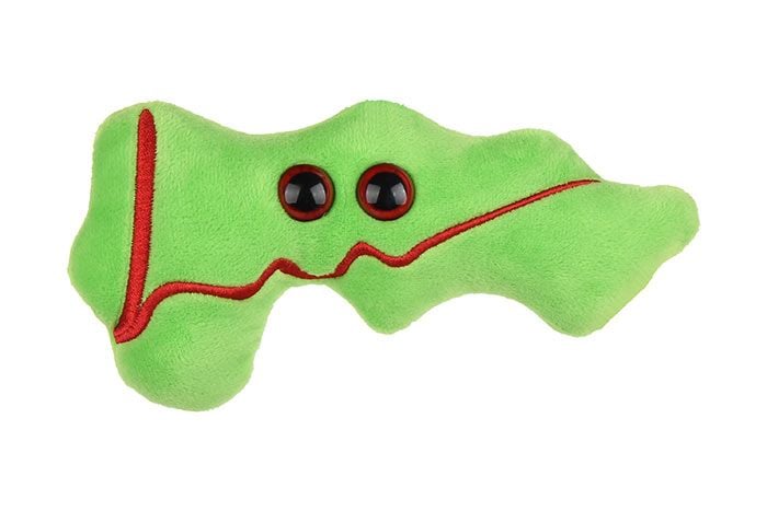 Pancreas plush front