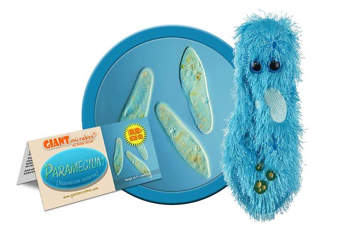 Paramecium plush cluster