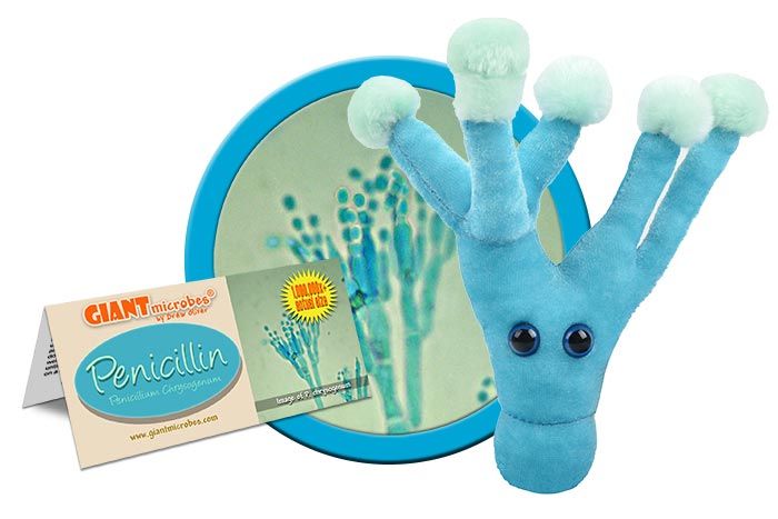 Penicillin plush cluster