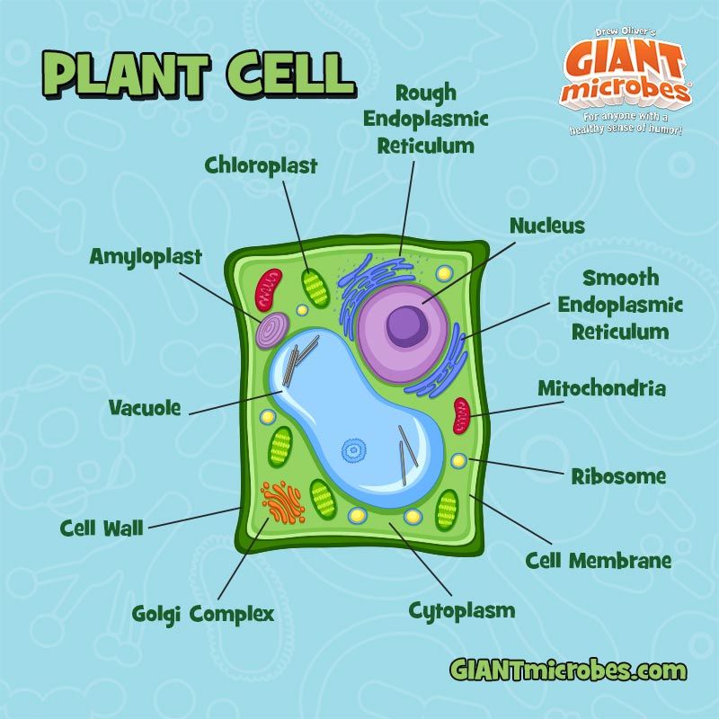 Plant Cell tag diagram new