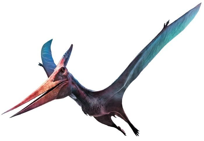 Pteranodon dinosaur