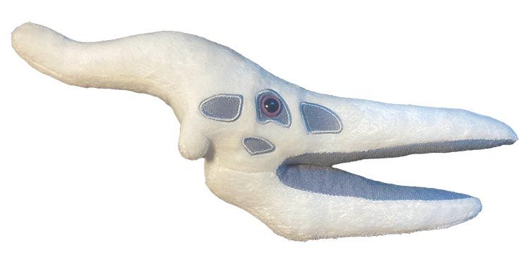 Pteranodon skull