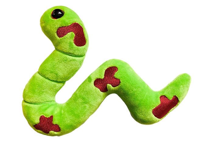 Solved The biggest stuffed animal in the world is a snake