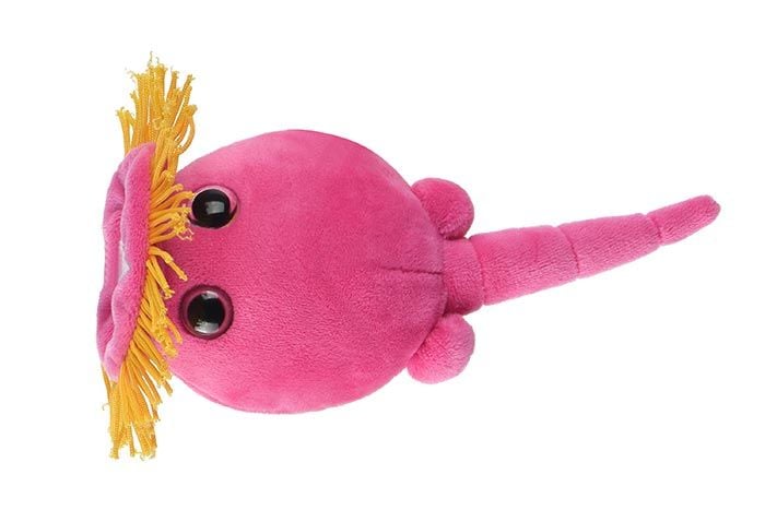 Rotifer plush top